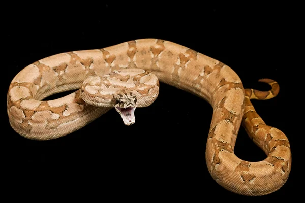 Hypo Argentine Boa — Stock Photo, Image