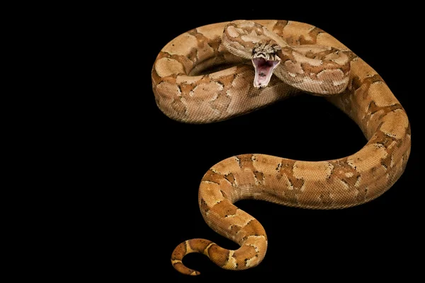 Hypo Argentine Boa — Stock Photo, Image