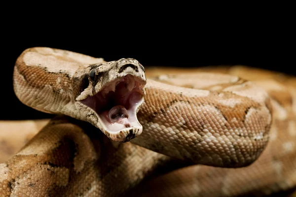 Hypo Argentine Boa — Stock Photo, Image