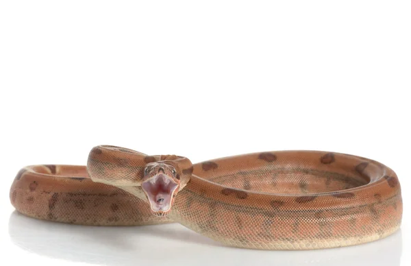 Hypo Central American Boa — Stock Photo, Image