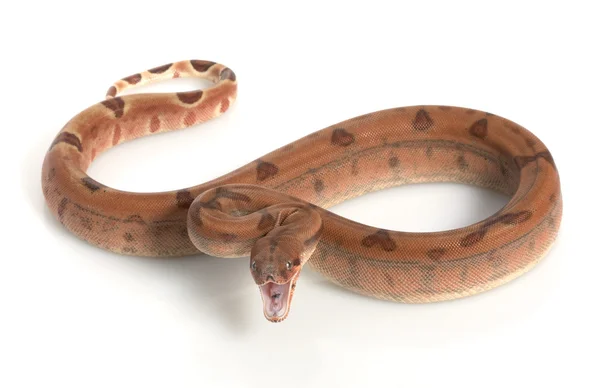 Hypo Middenamerikaanse boa — Stockfoto