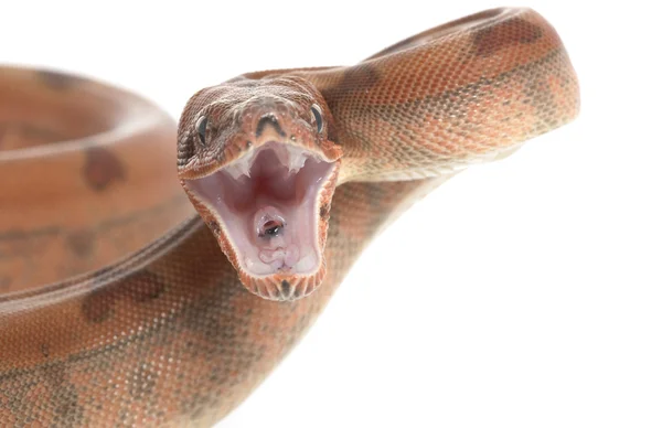 Hypo Middenamerikaanse boa — Stockfoto