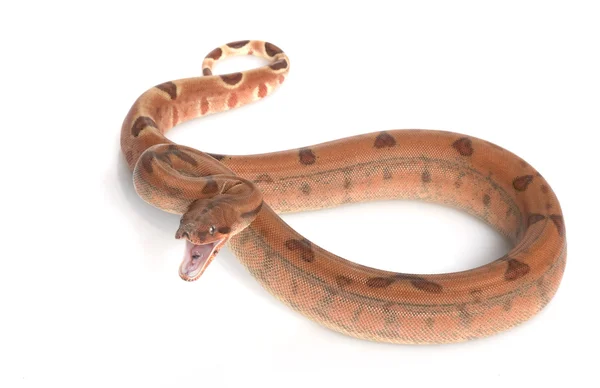 Hypo Middenamerikaanse boa — Stockfoto