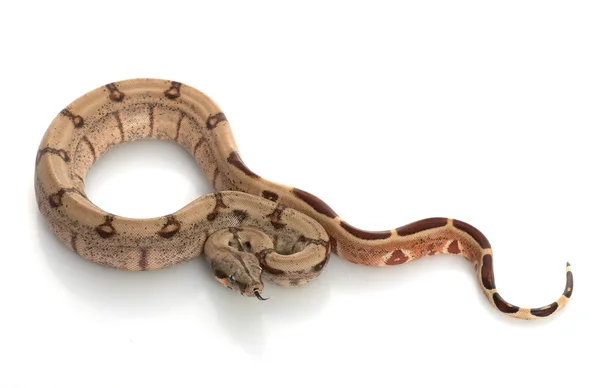 Hypo Middenamerikaanse boa — Stockfoto