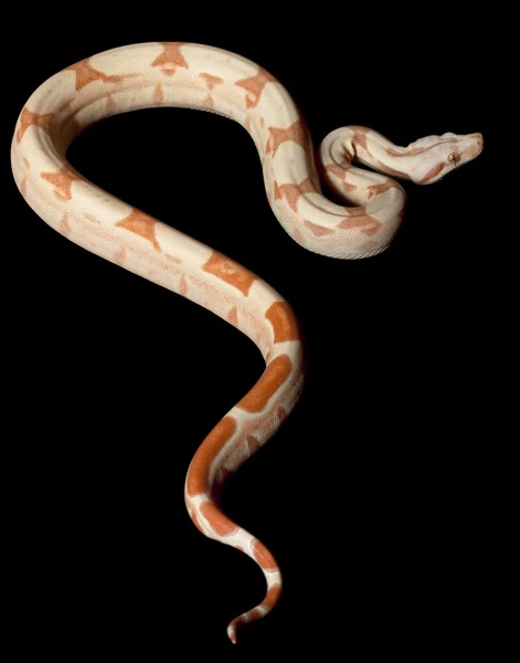 Sun Glow Central American Boa — Stock Photo, Image