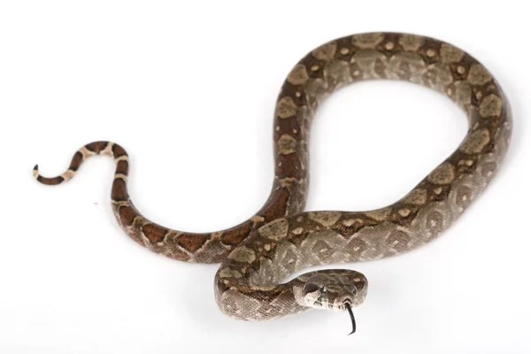 中美洲蟒蛇 — 图库照片