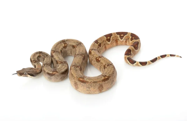 Hypo Columbian Red-tailed Boa — Φωτογραφία Αρχείου