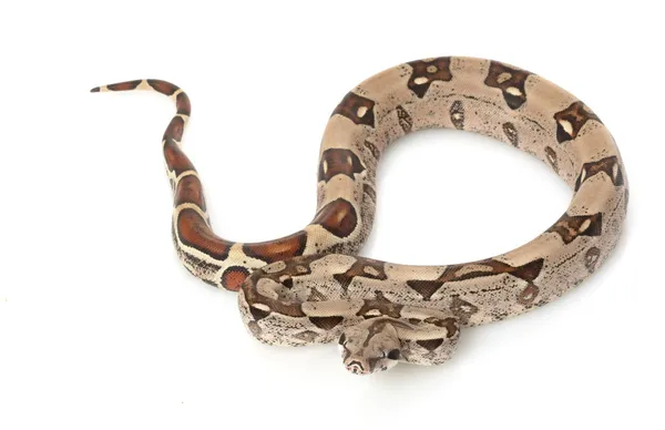 Kolumbijskiej dżungli red-tailed boa — Zdjęcie stockowe