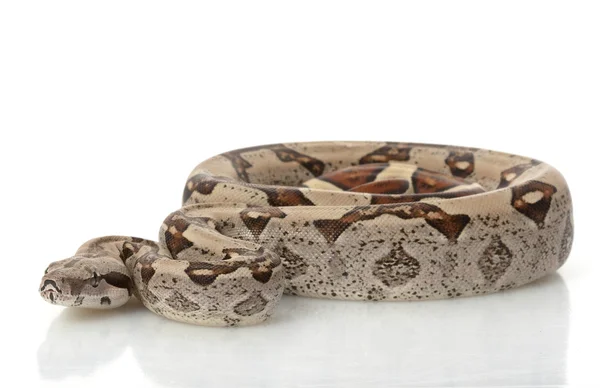 Jungle Columbian Red-tailed Boa — Stock Photo, Image