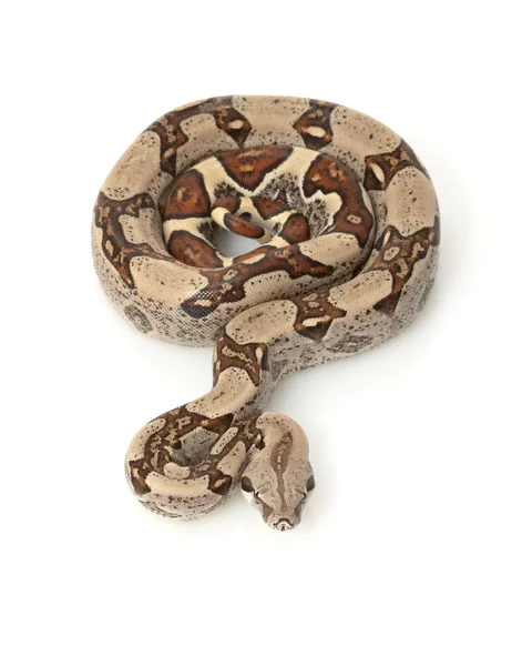 Jungle Columbian Red-tailed Boa — Stock Photo, Image