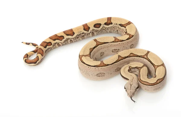 Kolumbijskiej dżungli Super red-tailed boa — Zdjęcie stockowe