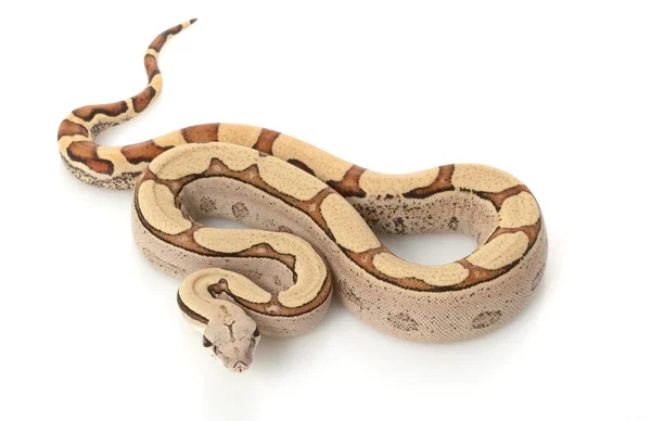 Super Jungle Columbian Red-tailed Boa — Stock Photo, Image