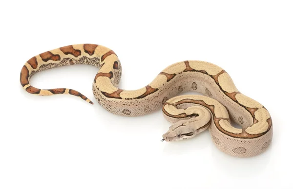 Kolumbijskiej dżungli Super red-tailed boa — Zdjęcie stockowe