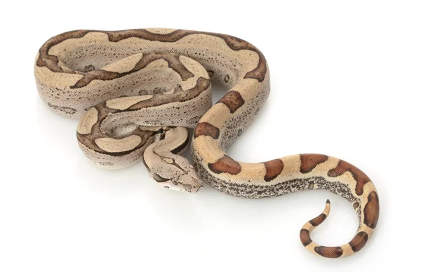 Super Jungle Columbian Red-tailed Boa — Stock Photo, Image