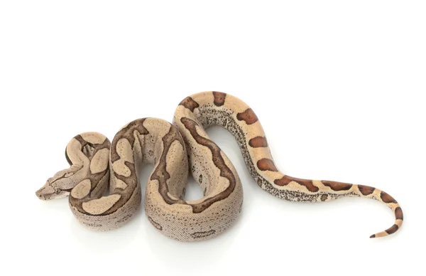 Super Jungle Columbian Red-tailed Boa — Stock Photo, Image