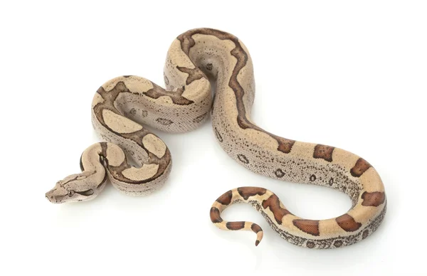 Super jungle Columbiaanse red-tailed boa — Stockfoto