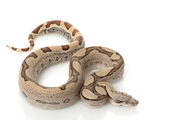 Kolumbijskiej dżungli Super red-tailed boa — Zdjęcie stockowe