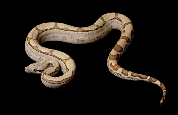 Kolumbijskiej dżungli Super red-tailed boa — Zdjęcie stockowe