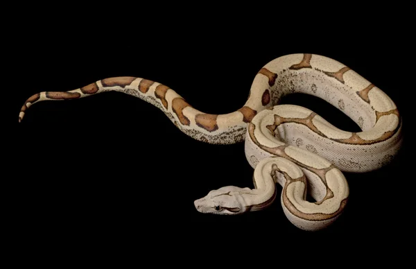 Kolumbijskiej dżungli Super red-tailed boa — Zdjęcie stockowe