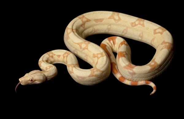 Albino Jungle Columbian Red-tailed Boa — Stok Foto