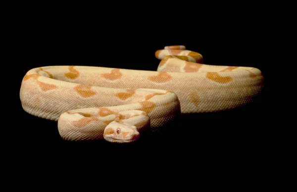 鋭いサングロー コロンビア赤い尾ボア — ストック写真