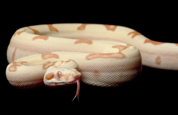 Kahl Jungle Sunglow Columbian Red-tailed Boa — Stock Photo, Image