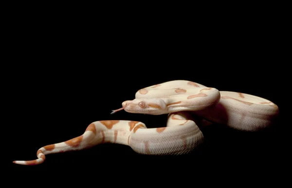 Kahl Jungle Sunglow Columbian Red-tailed Boa — Stock Photo, Image