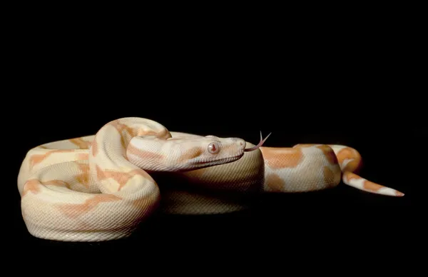 Kahl Sunglow Boa à queue rouge colombien — Photo