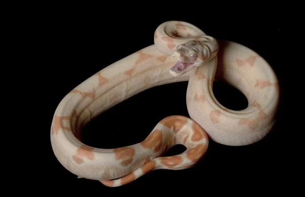 Kahl Sunglow Columbian Red-tailed Boa — Stok Foto