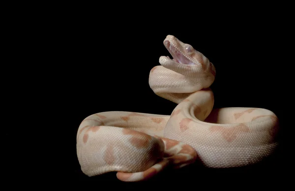 Kahl Sunglow Columbian Red-tailed Boa — Stock Photo, Image