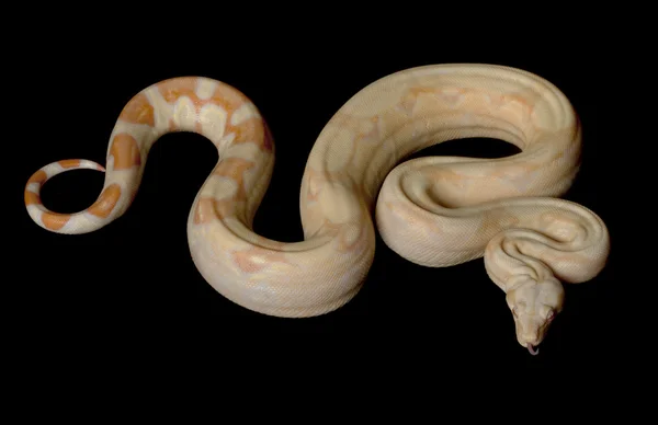 锋利的白化病哥伦比亚红尾蟒 — 图库照片