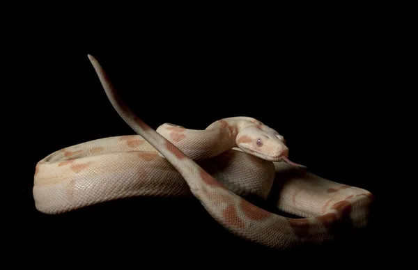 Kahl Sunglow Columbian Red-tailed Boa — Stock Photo, Image