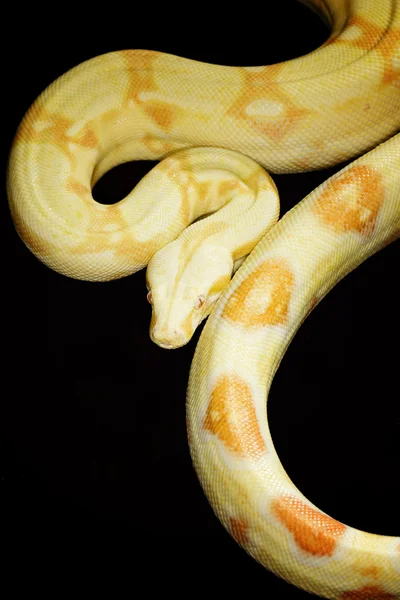 Albino Boa de cauda vermelha — Fotografia de Stock