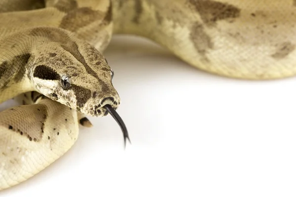 Boa constrictor — Stockfoto