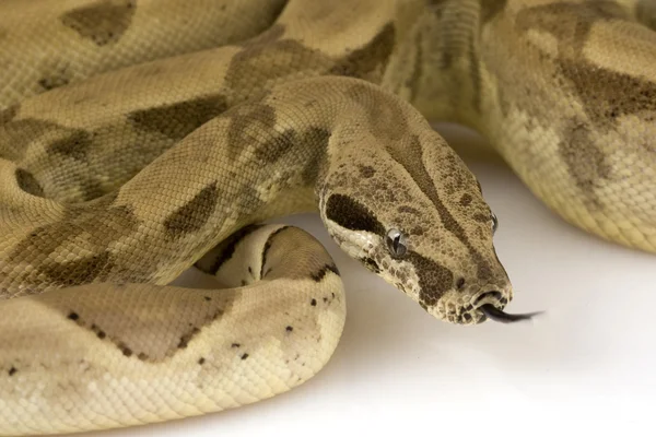 Boa Constrictor — Stock Photo, Image