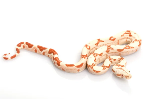 Sun Glow Red-tailed Boa — Stock Photo, Image