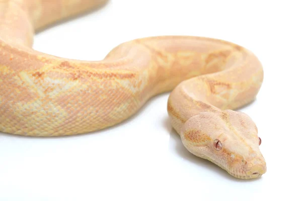 Koral albino boa constrictor — Zdjęcie stockowe