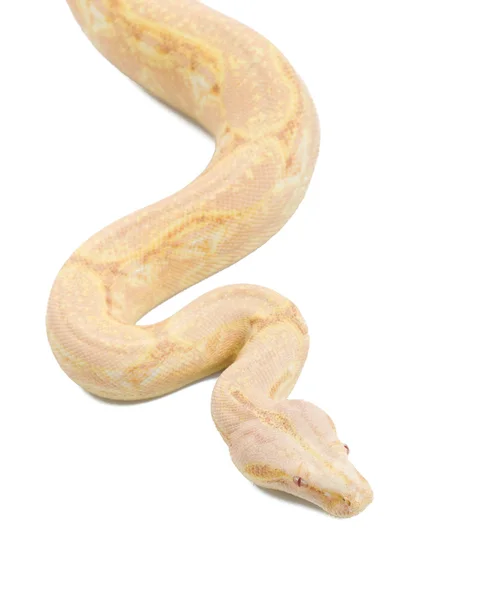 Koral albino boa constrictor — Zdjęcie stockowe