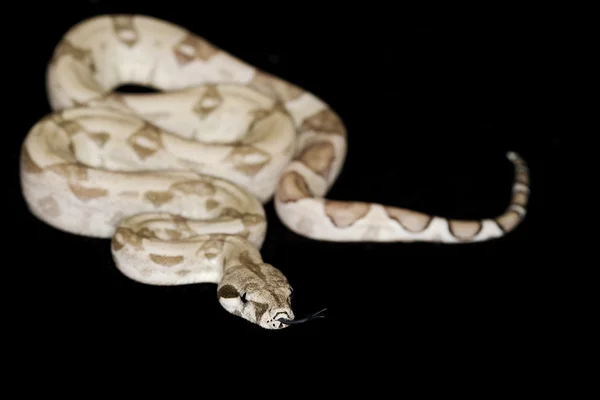 Fantasma de cauda vermelha Boa — Fotografia de Stock