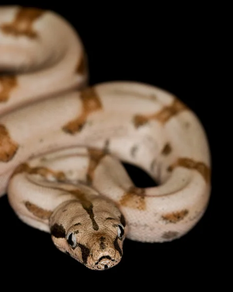 Hypo Boa de cauda vermelha — Fotografia de Stock