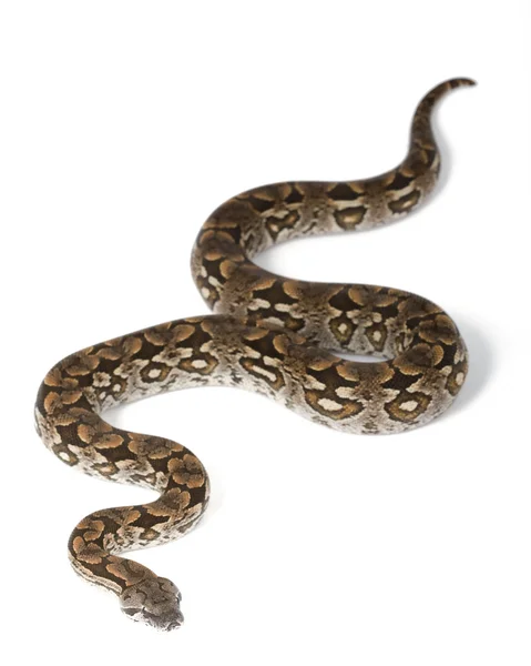 Dumeril-Boa (boa dumerili)) — Stockfoto