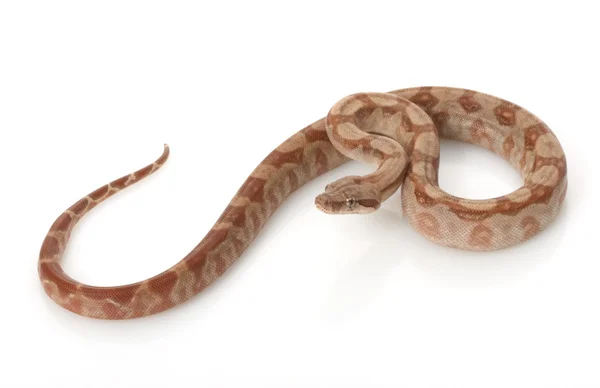 T 阳性尼加拉瓜蟒蛇 — 图库照片
