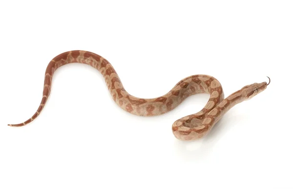 T-positiva nicaraguanska boa — Stockfoto