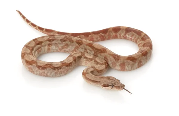 T-positive Nicaraguan Boa — Stock Photo, Image