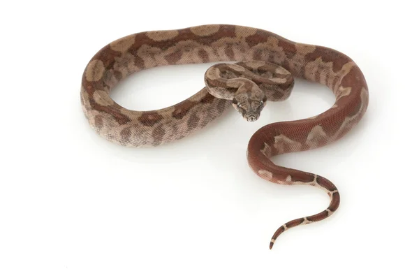 T-positive Nicaraguan Boa — Stock Photo, Image