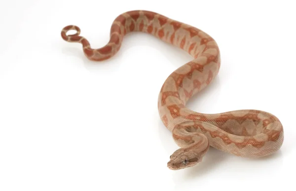 T-positiva nicaraguanska boa — Stockfoto