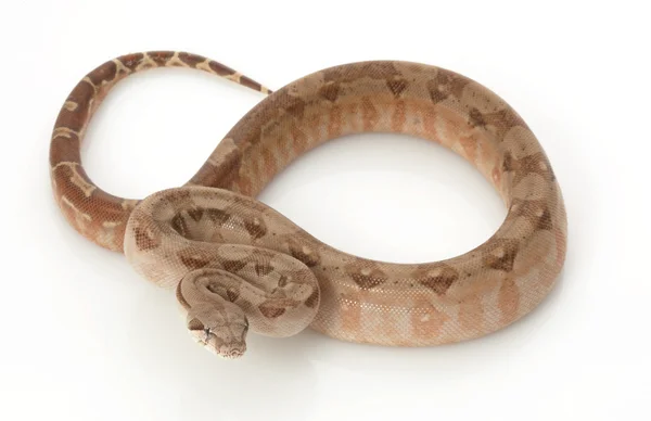 T 阳性尼加拉瓜蟒蛇 — 图库照片