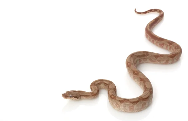 T-positiva nicaraguanska boa — Stockfoto