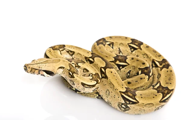 North Brazilian Boa — Stock Photo, Image