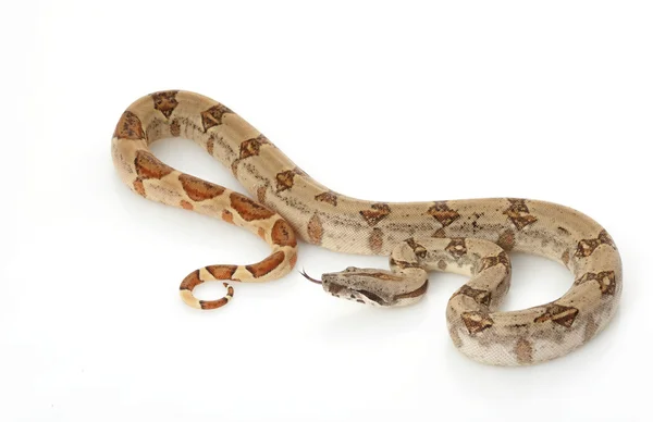 珍珠岛蟒蛇 — 图库照片